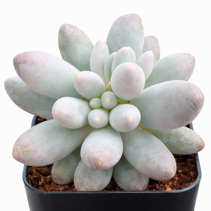 Pachyphytum 'Macho' 2inch Plastic Pot