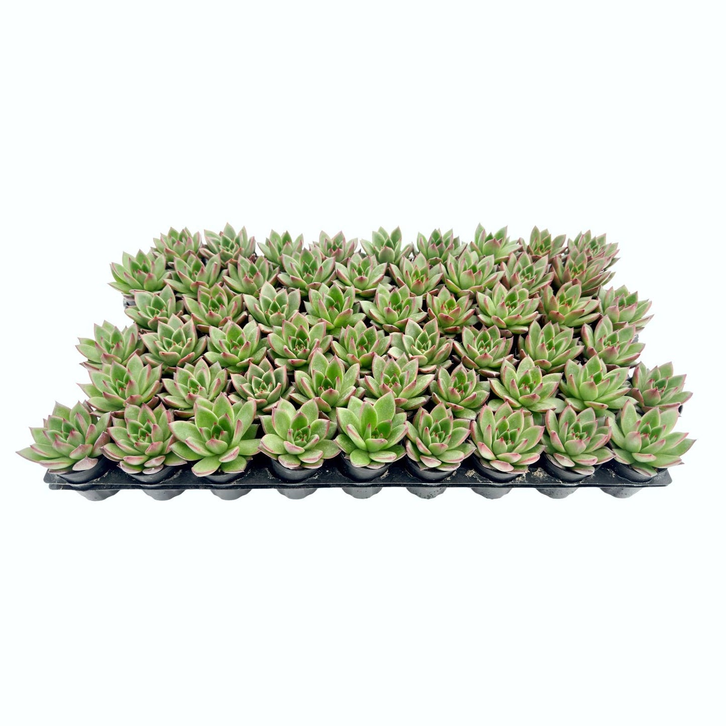Echeveria Agavoides Wild Horse Bulk 54pcs Tray - 2in Pot