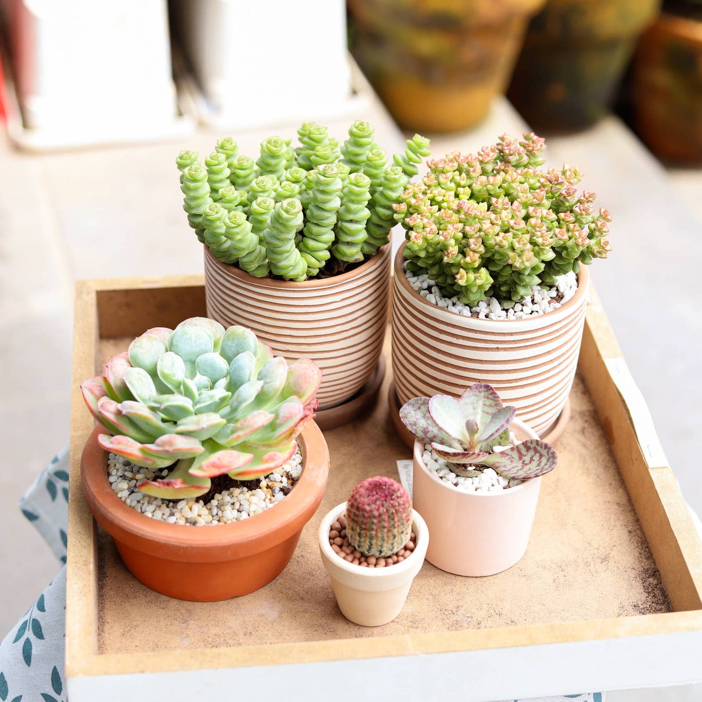 Crassula Baby Necklace - Live Succulents Plant 2/4 inch Pot: 2 inch / Plastic Pot