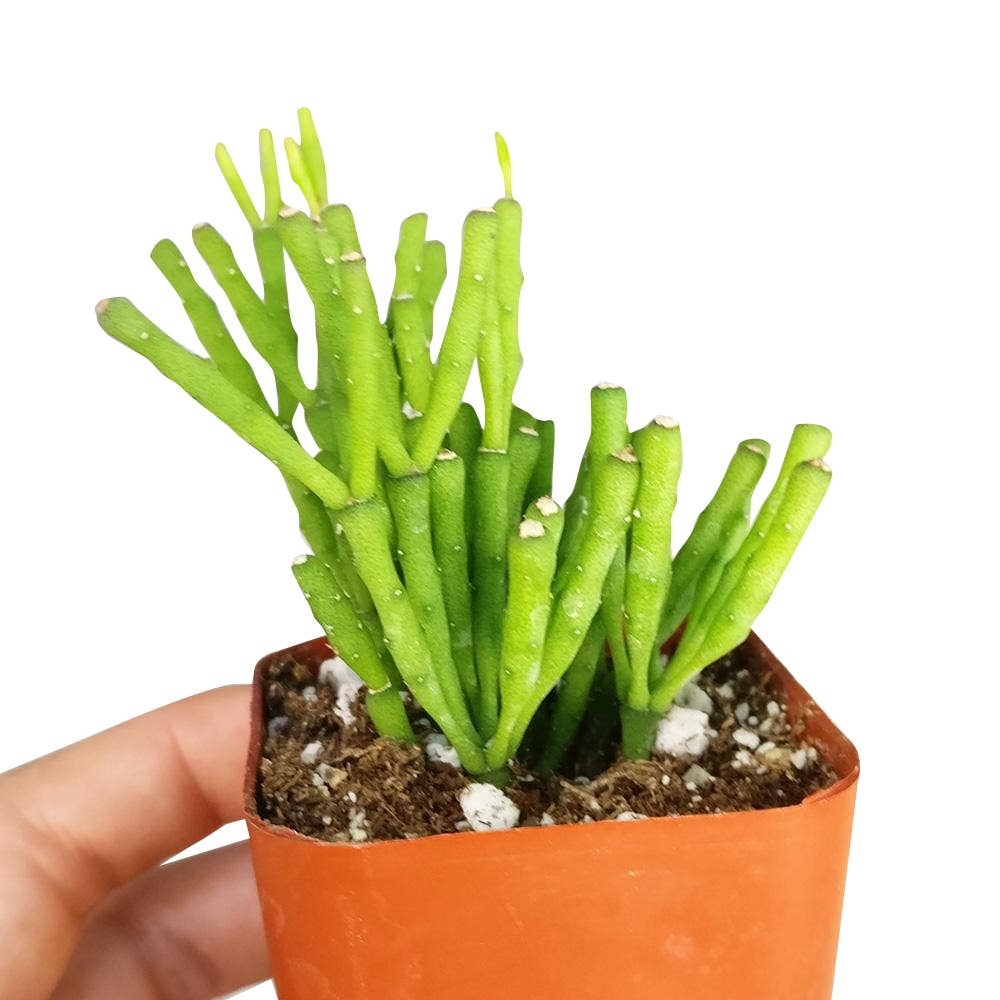 Dancing Bones Hatiora Salicornioides 2in/4in -Live Succulent: 2 inch / Plastic Pot