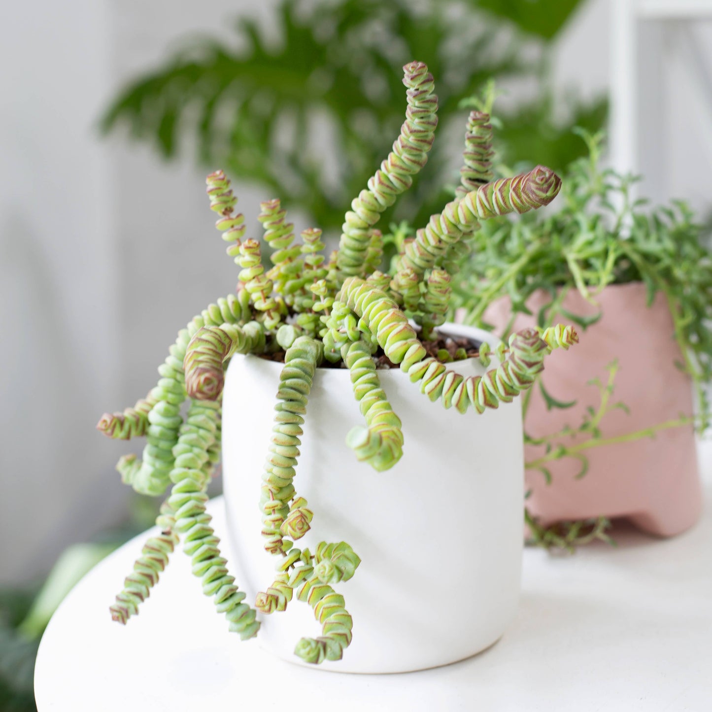 Crassula Baby Necklace - Live Succulents Plant 2/4 inch Pot: 2 inch / Plastic Pot
