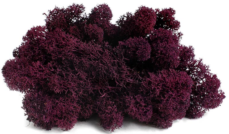 Reindeer Moss 10lb box
