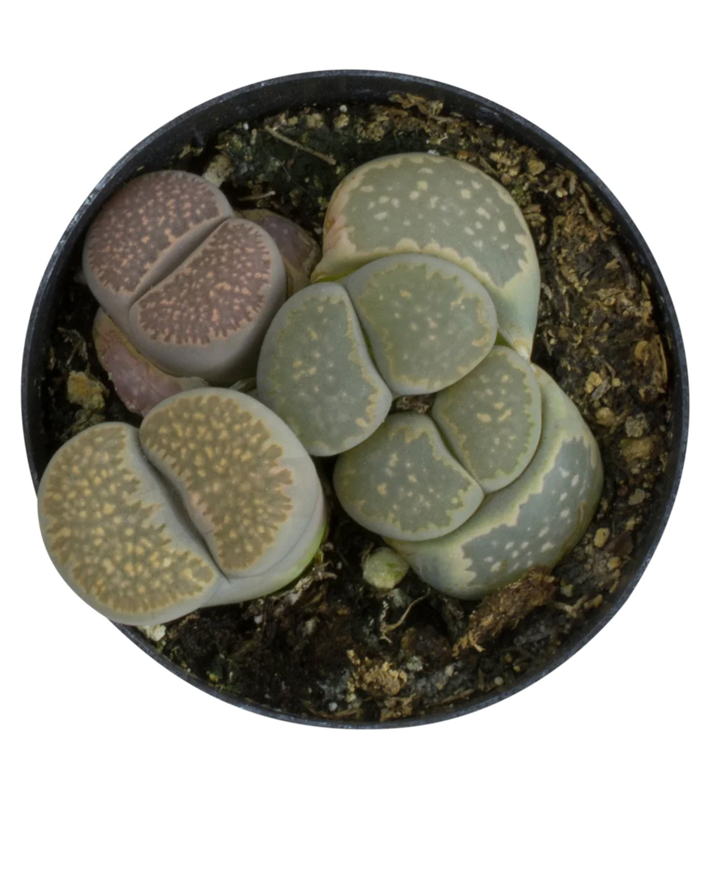 Lithop